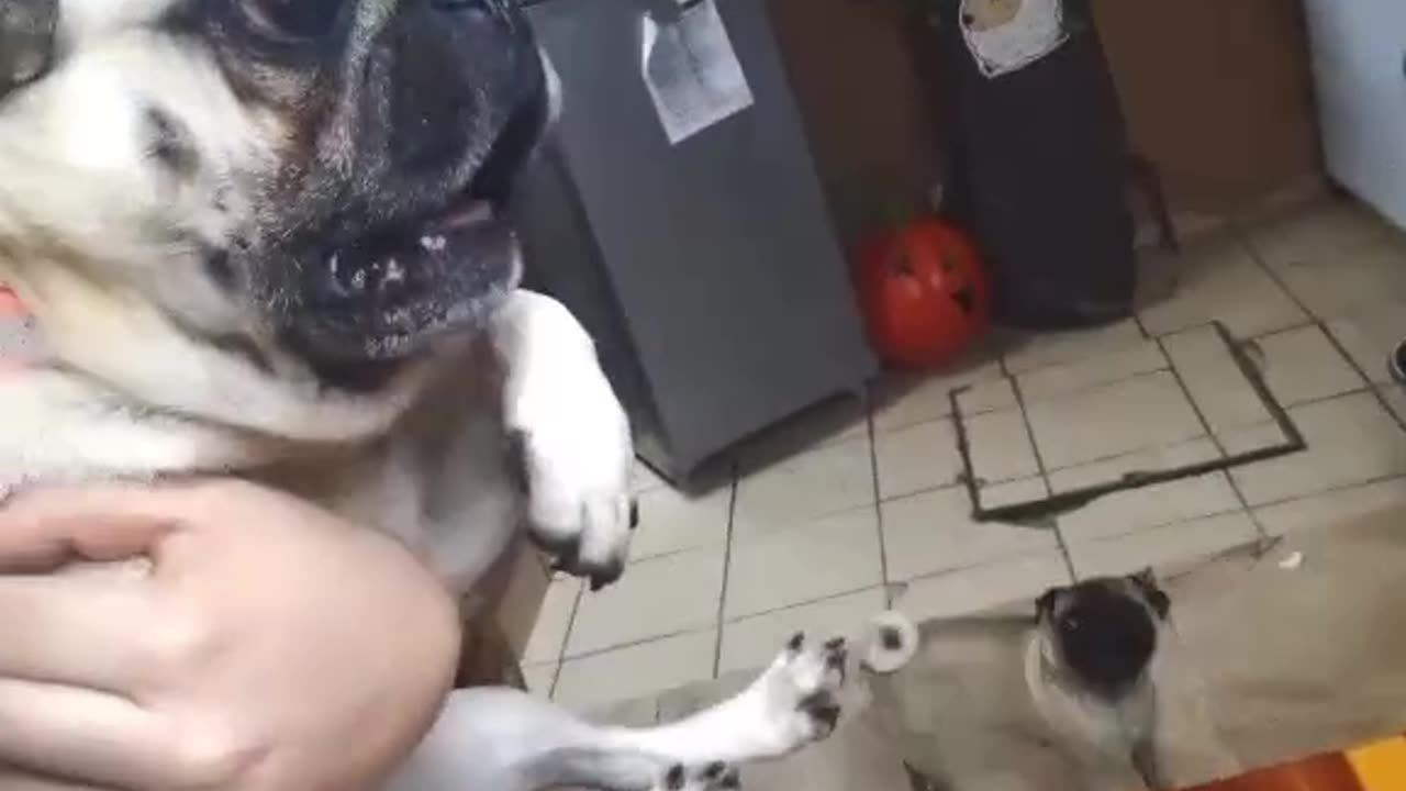 Pug Roar Madness: When Tiny Dogs Roar Like Giants