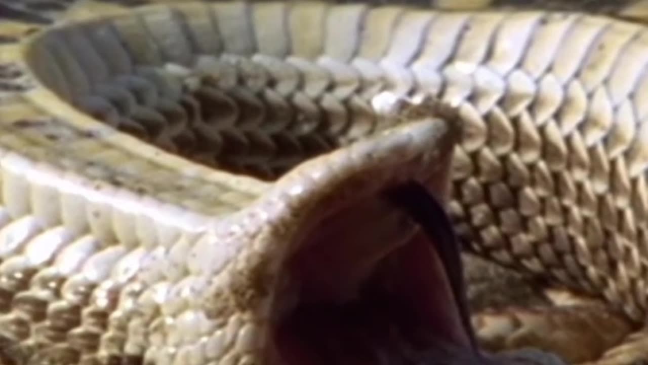 La mejor Manera de Evitar la muerte una serpiente