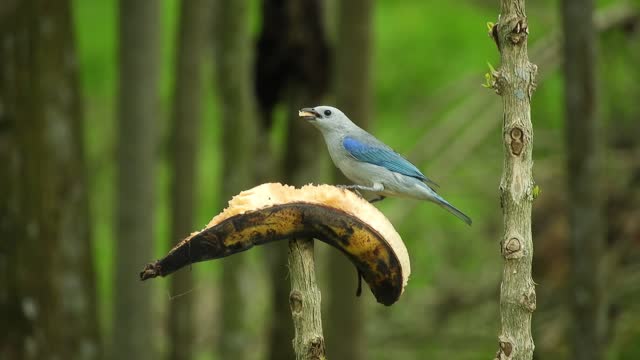 Cute bird eating a banana