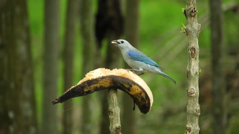 Cute bird eating a banana