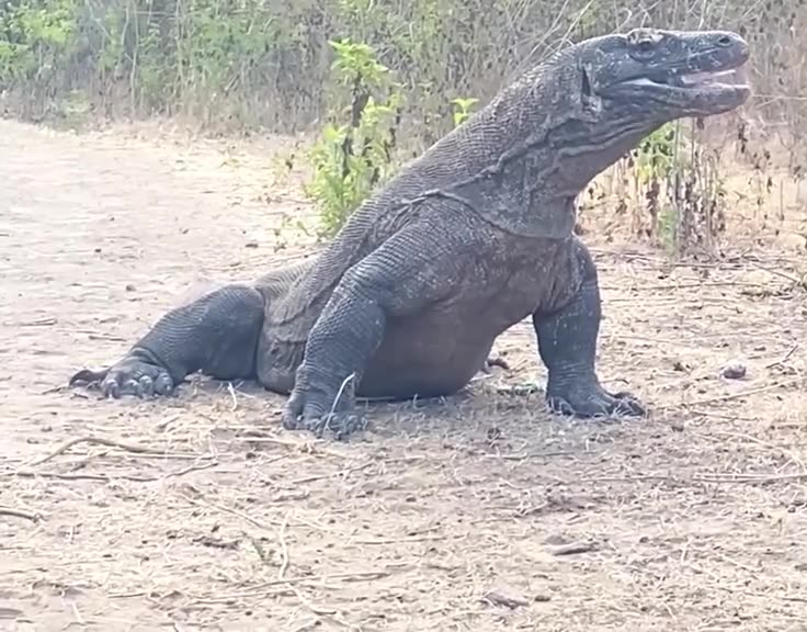 Wild Animals Wild Life