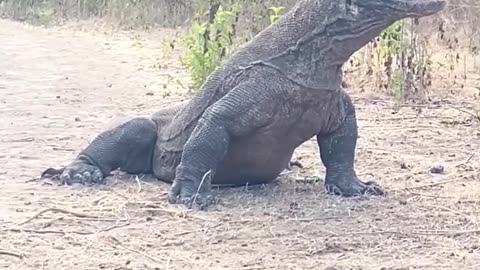 Wild Animals, Wild Life