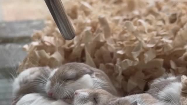 Cute little hamsters huddled together for warmth in winter!