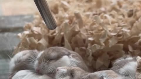 Cute little hamsters huddled together for warmth in winter!