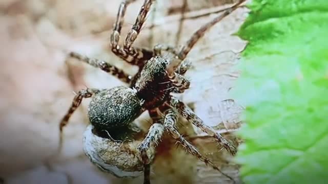 Spider माकुरा(1)