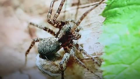 Spider माकुरा(1)