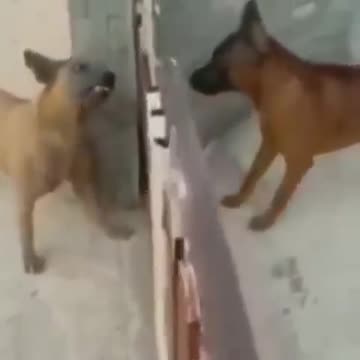 Funny Dog Videos 2020🤣 🐶 It's time to LAUGH with Dog's li