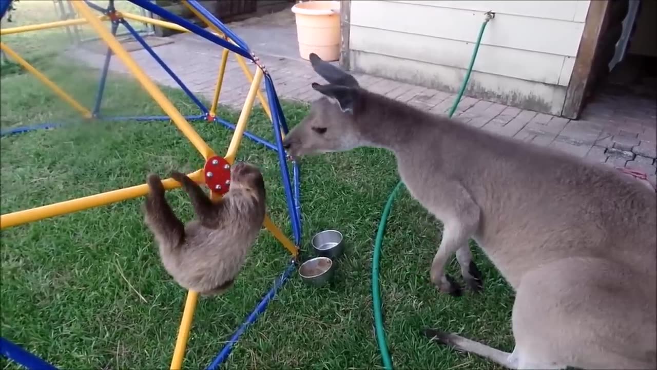 Cute baby sloth