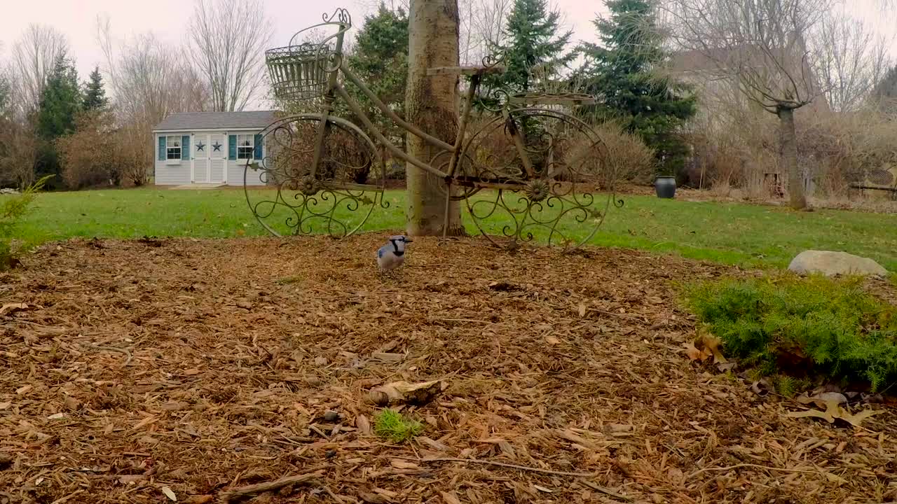 Birds Blue Jay Wild Wildlife Feather Animal