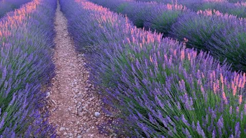 VALENSOLE, lavender fields of Provence, France (Sunset on the Valensole Plateau in Provence)