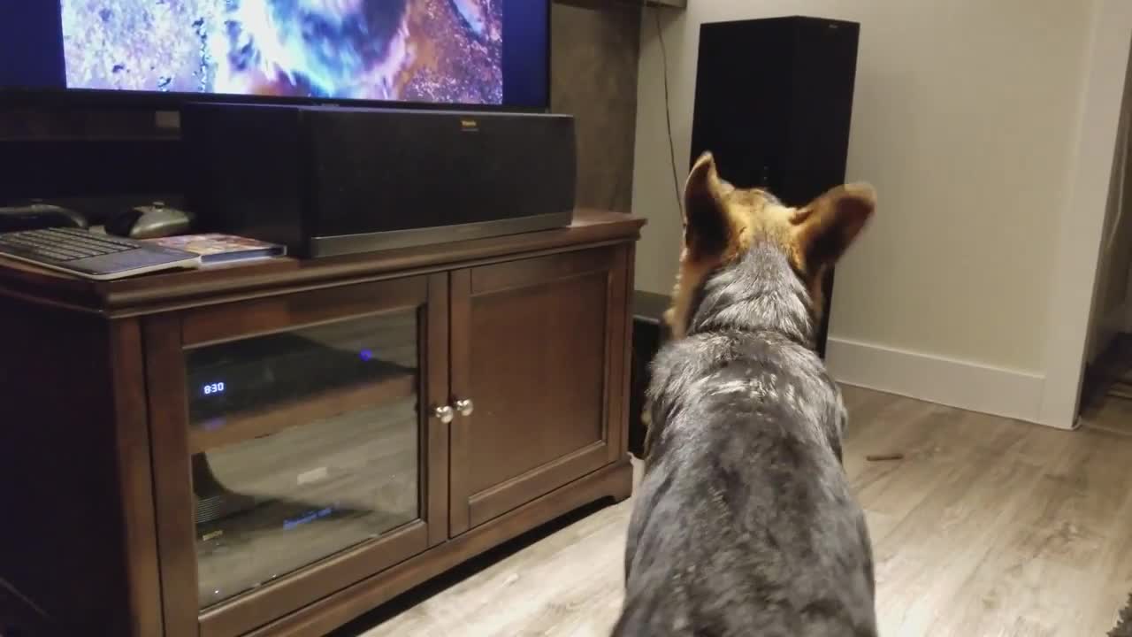 German Shepherd Howling Challenge!