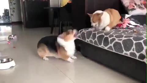Canine Clash: A Playful Battle Between Two Furry Friends