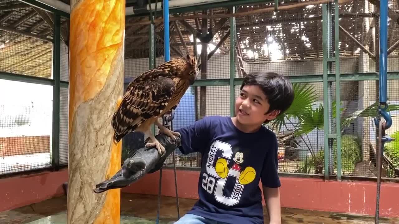 Cute Owl at Palembang Bird Park