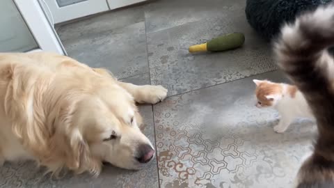 Mom Cat Shows Baby Kittens how to be friends with a Golden Retriever