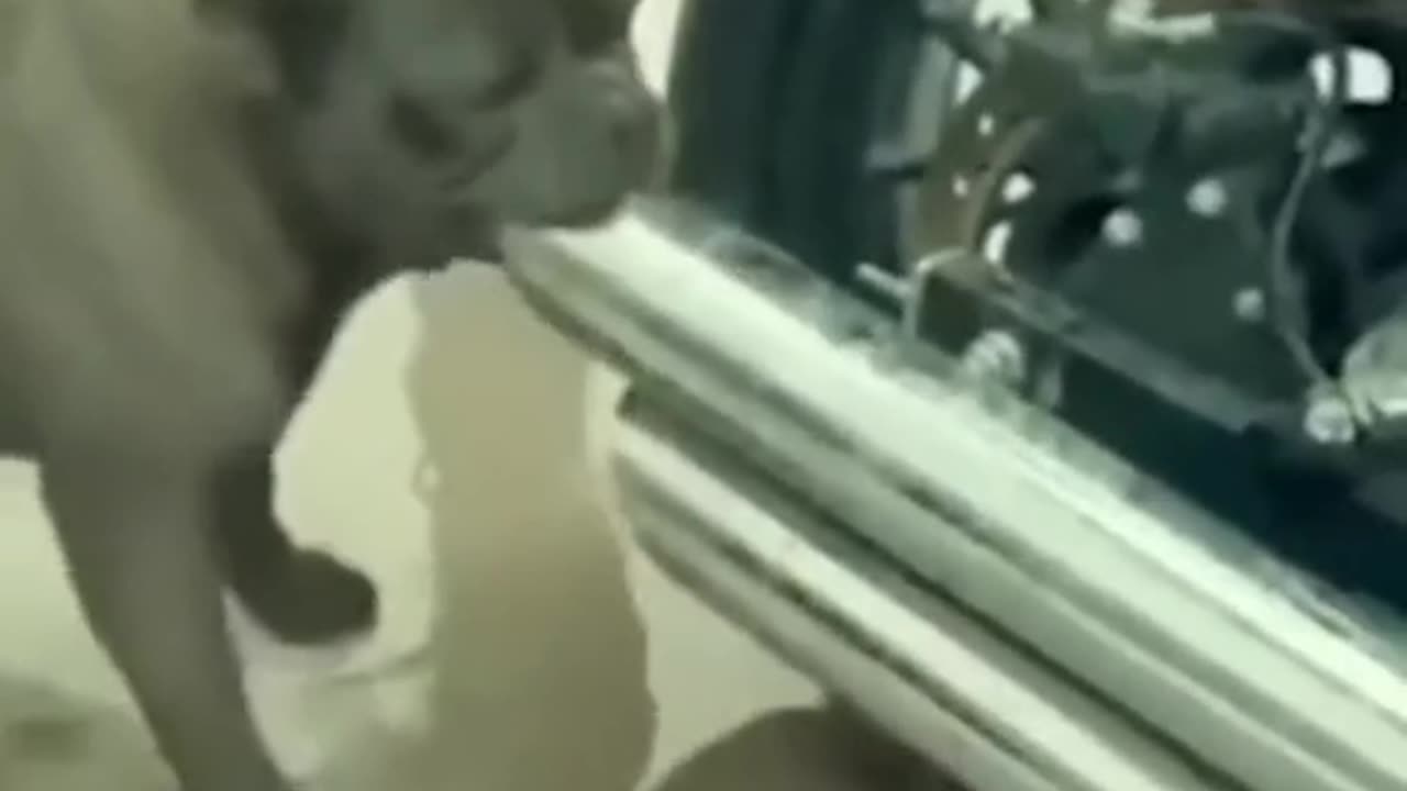 Try not to laugh with these funny animals video's