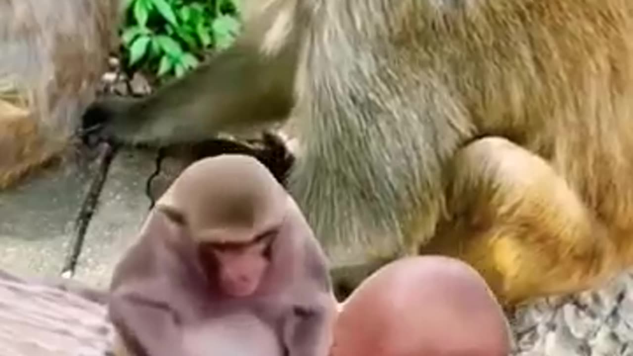 monkey taking phone from baby child