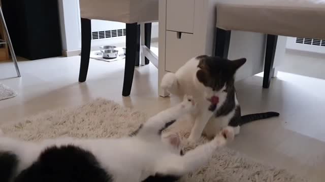 Super funny and cute 🐱 cat video
