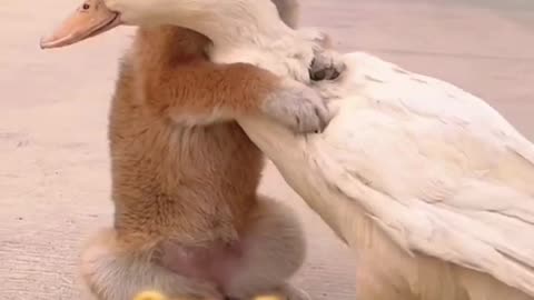 You grow up with me, I grow old with you cute pet dog