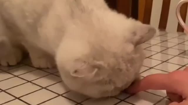Cute And Funny Pets Compilation Cutest Lands