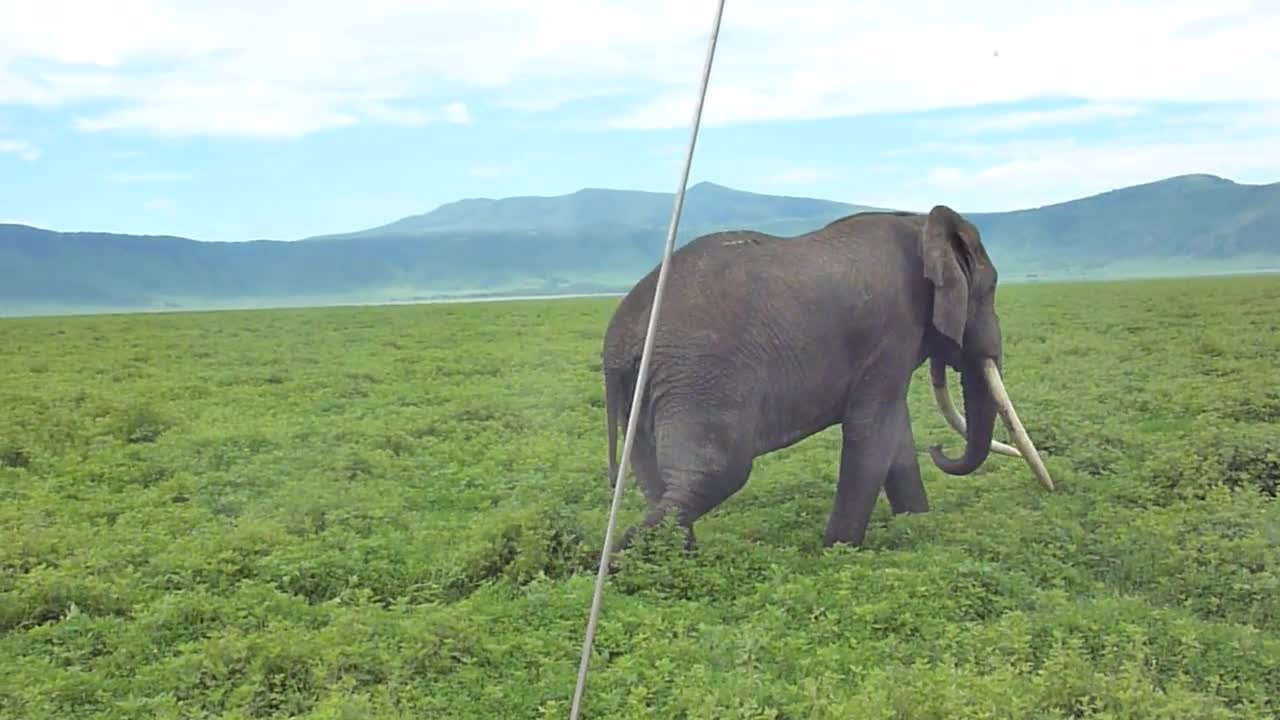 Elephant in the Ngorongoro Crater: Part III (best)