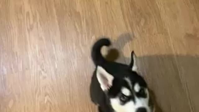 Husky puppy talking back