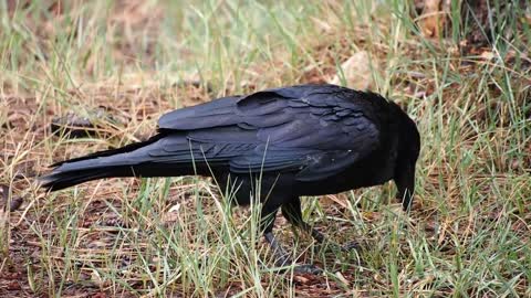 Crow bird