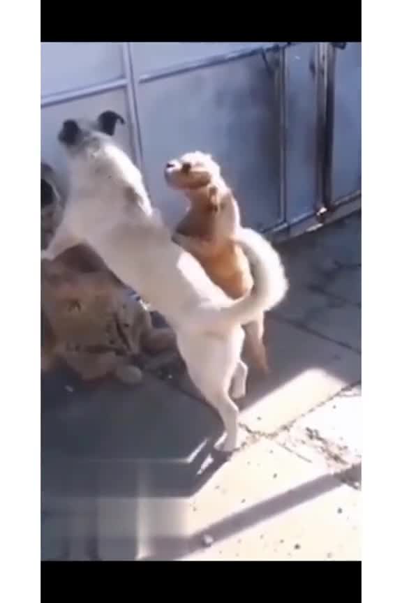 FUNNYPET Cute pets, cats and dogs have never been friends🤣🤣🤣