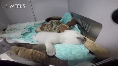 Cute Polar Bear Growing up