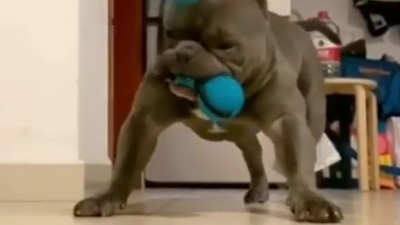 Funny video