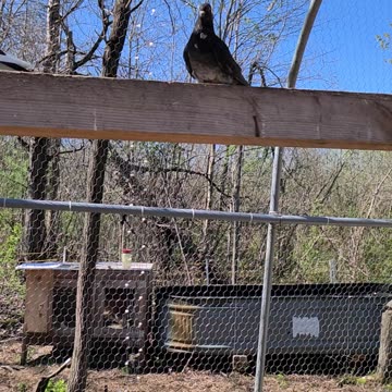 Flock it farm: pigeon flight slo mo