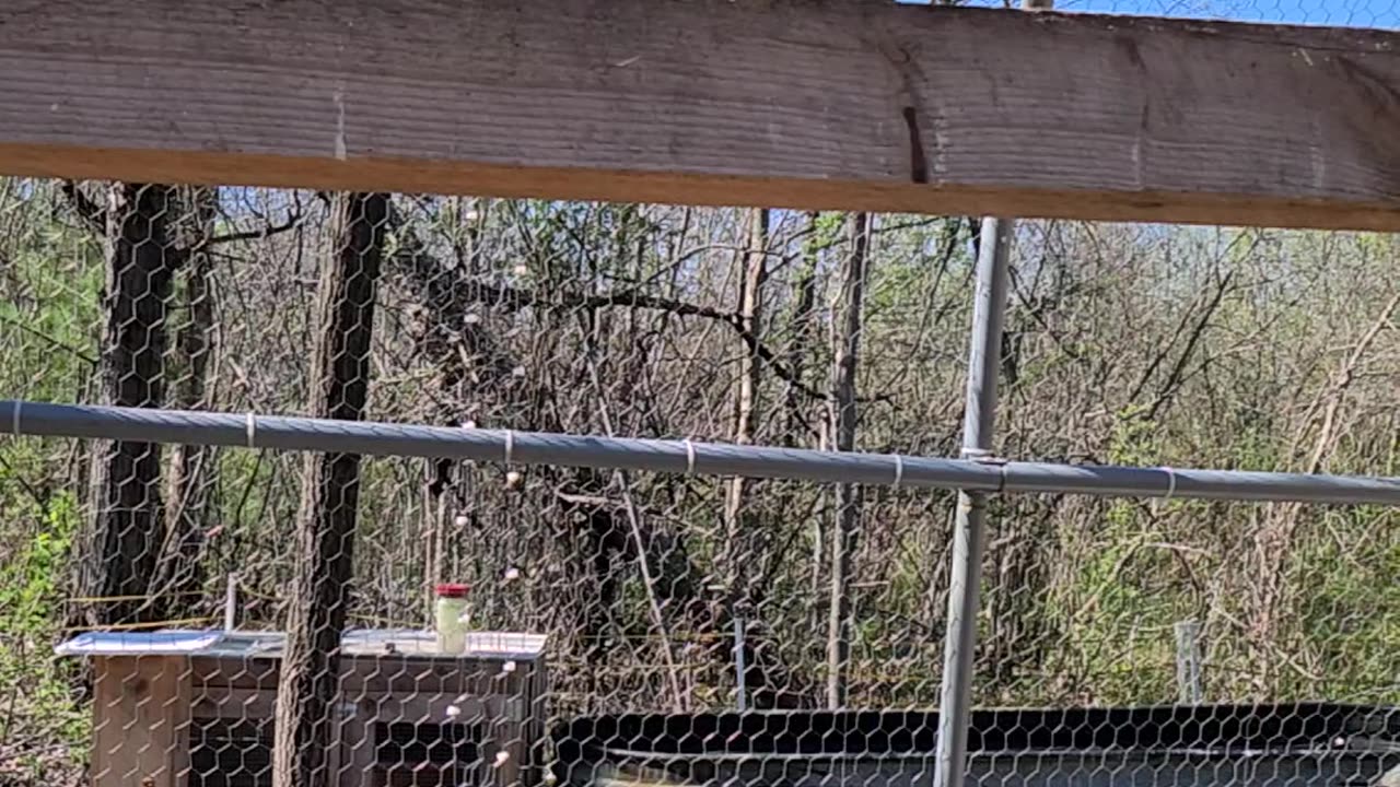 Flock it farm: pigeon flight slo mo