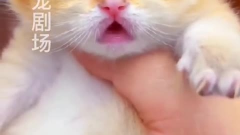 Cute little cat