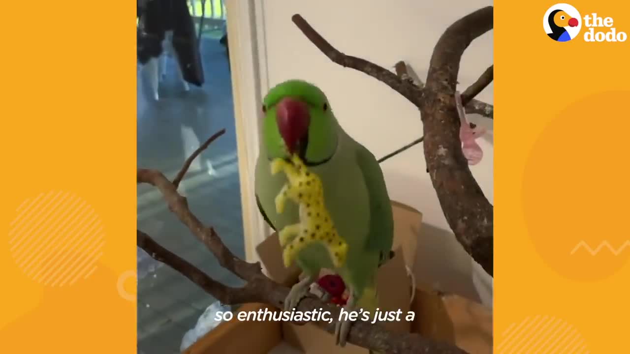 Sweet Little Parrot Gets A Baby Sister Whos The Total Opposite - The Dodop1