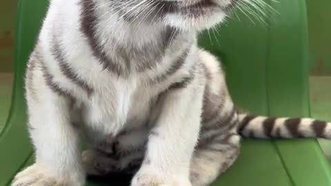 Little tiger