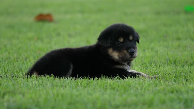 Cute Puppy Baby Dog Playing In The Green Park