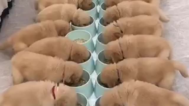 Feeding time for a group of puppies