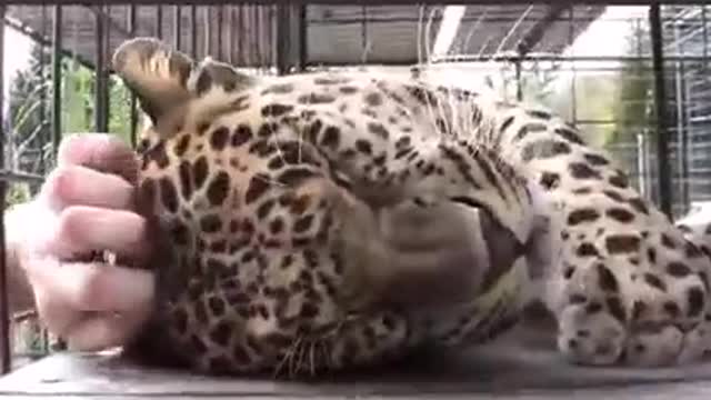 Petting Leopard Happy Good Vibes