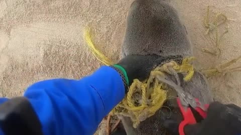 Rescue seal