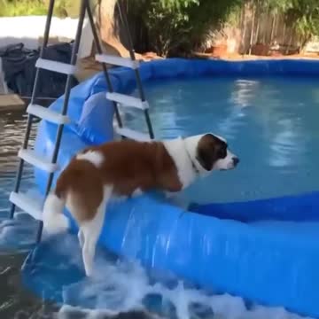 Wildlife animal top video knowledge 1kj