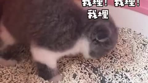 OMG So Cute Cats ♥ Best Funny Cat Videos