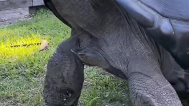 Such a big turtle, I have never seen, it will take many years to raise.。