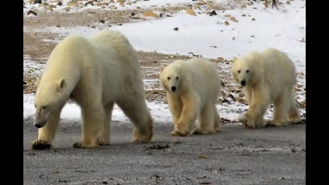 Cute baby Animal