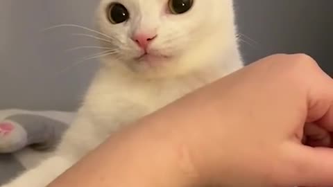 Cute cat