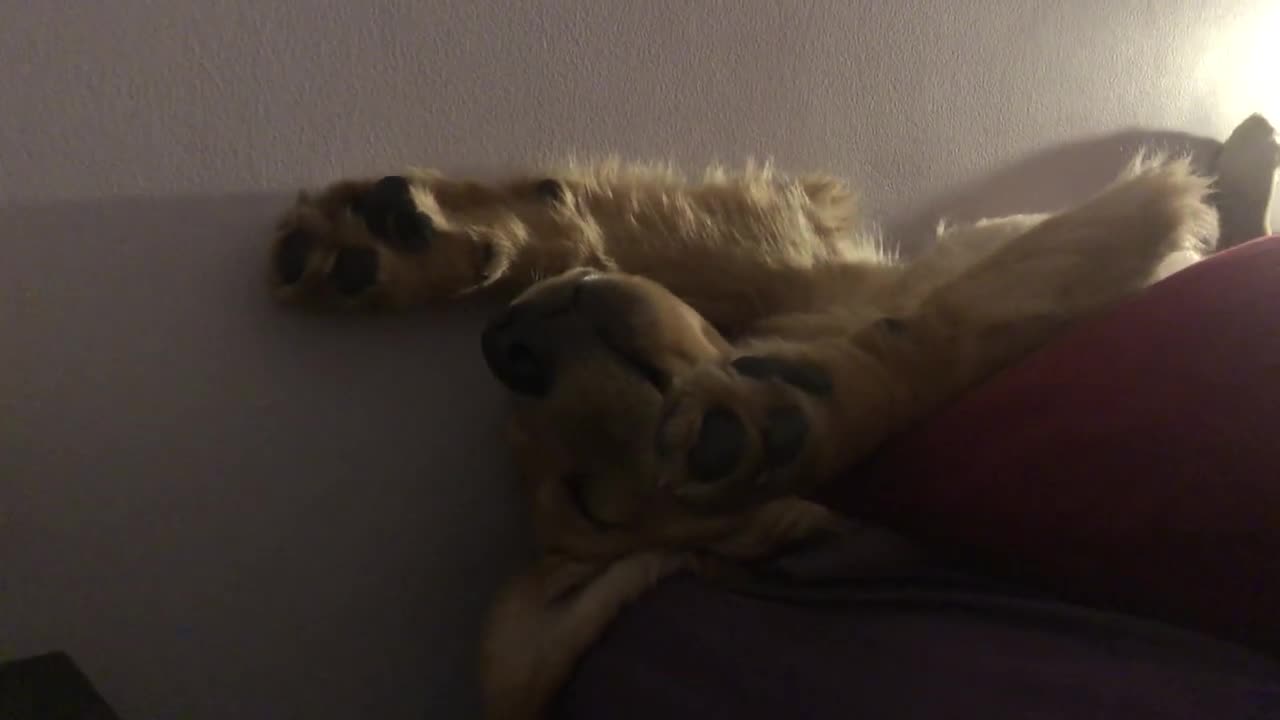 Golden Retriever Sleeps Wedged Between Pillow and Wall on Its Back