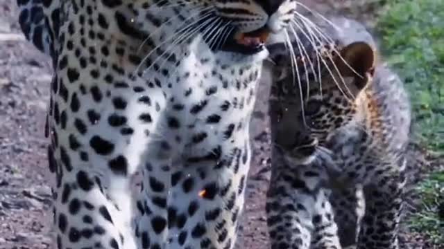 I can't say they look exactly like leopards