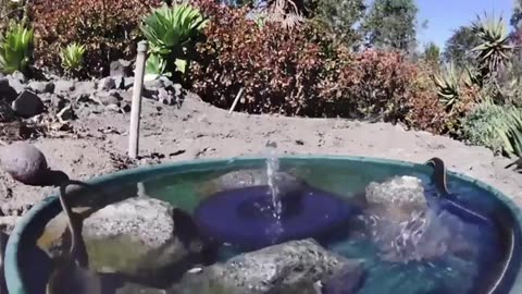 A Sweet Compilation of Animals Enjoying Refreshing Water!