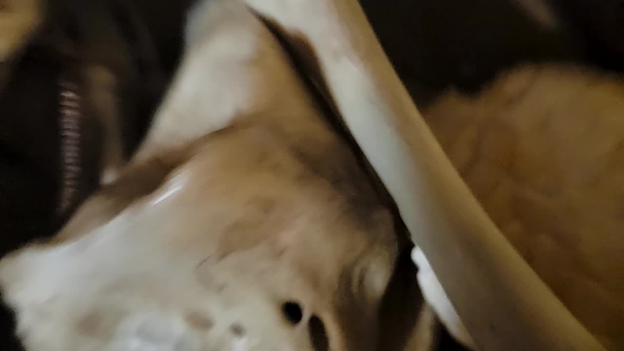 Reading the Bones