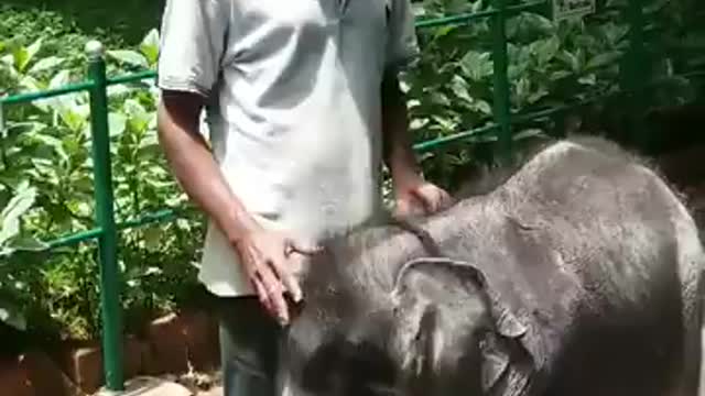 Just 5 Adorable Videos Of Baby Elephants To Brighten Your Day