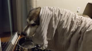 Alaskan Malamute stress drinks during storm