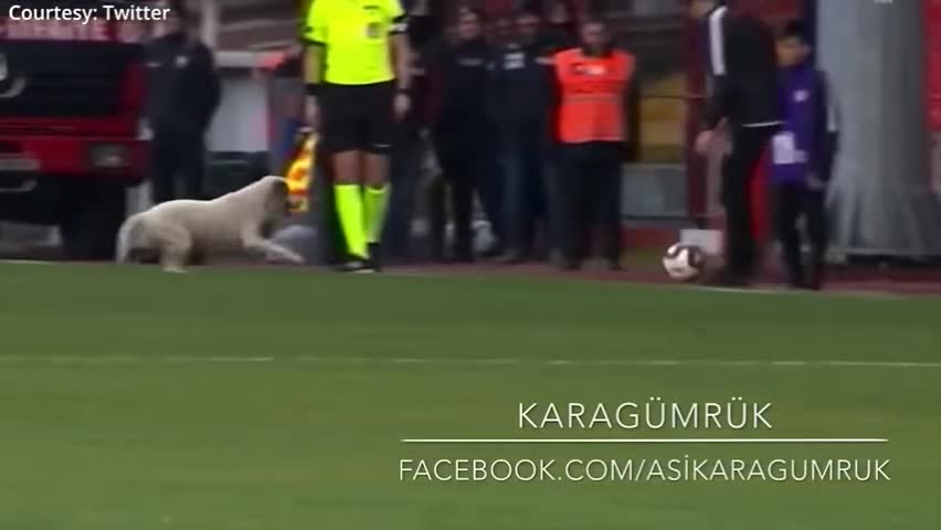 Canine interruption: How a dog brought a football match to a halt
